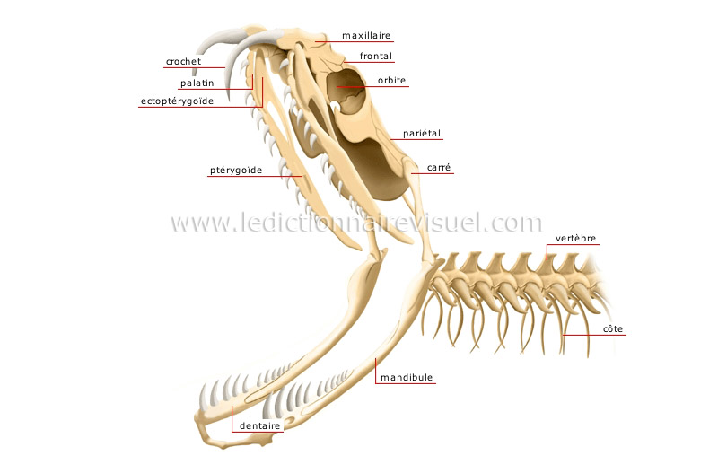 squelette du serpent venimeux : tête image