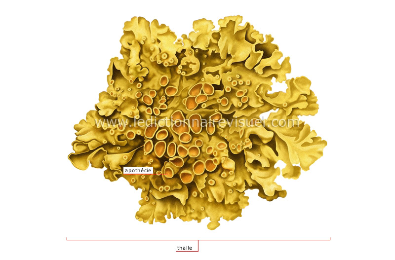 structure d’un lichen image