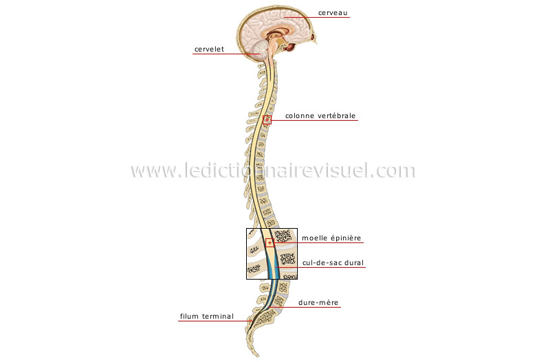 système nerveux central image