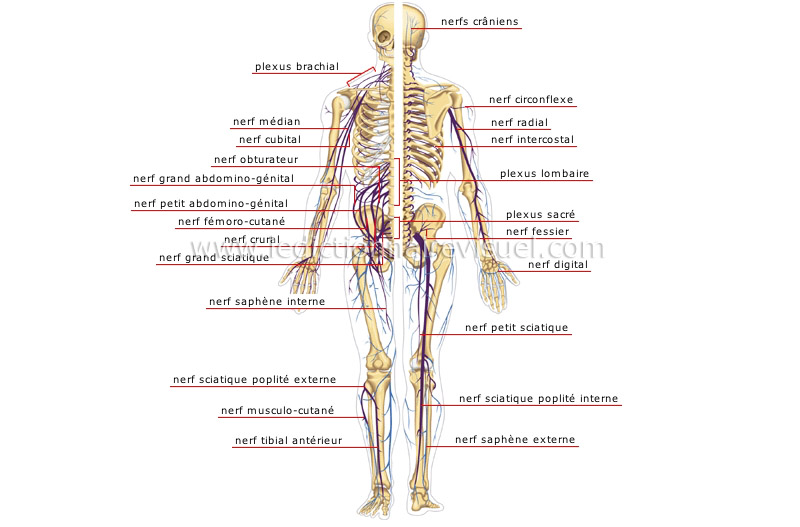 système nerveux périphérique image