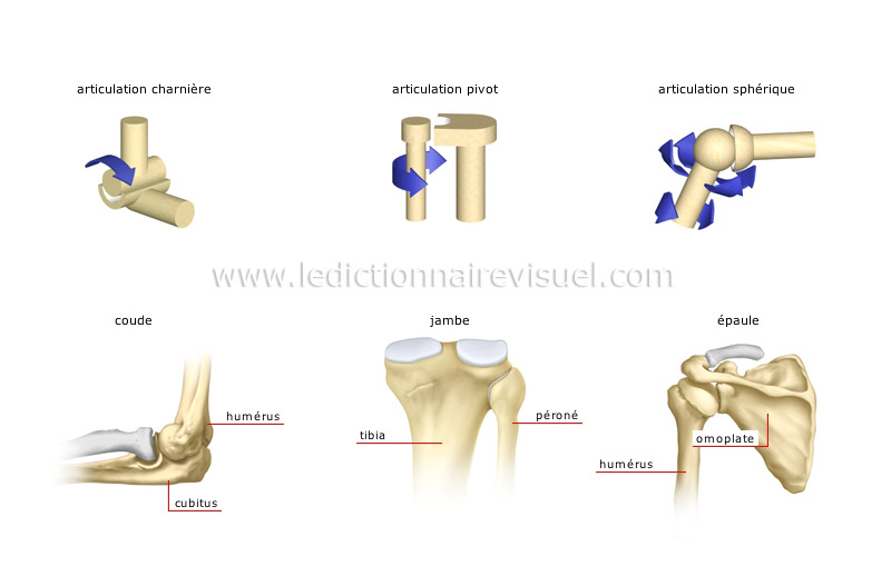 types d’articulations synoviales image