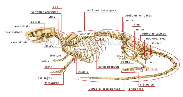 Squelette du rat