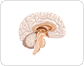 central nervous system