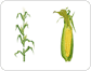 corn image