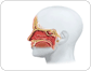 nasal fossae