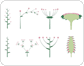 types of inflorescences image