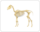 skeleton of a horse image