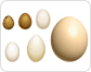 eggs image