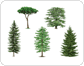 examples of conifers