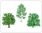 examples of broadleaved trees