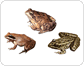 examples of amphibians