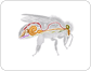 anatomy of a honeybee