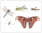 examples of insects