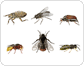 examples of insects