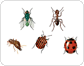 examples of insects