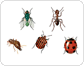 examples of insects image