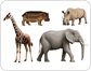 examples of ungulate mammals