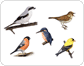 examples of birds