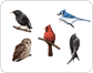 examples of birds image