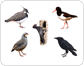 examples of birds