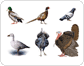 examples of birds