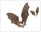 morphology of a bat