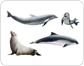 examples of marine mammals image