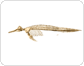 skeleton of a dolphin image