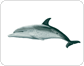 morphology of a dolphin image