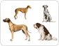 dog breeds image