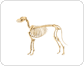 skeleton of a dog