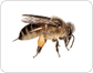 morphology of a honeybee: worker image