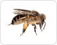 morphology of a honeybee: worker