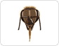 morphology of a honeybee: worker