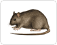 morphology of a rat image