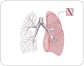 lungs