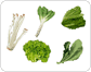 leaf vegetables