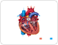 The heart and the cardiovascular system