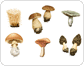 mushrooms