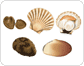 mollusks