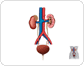 urinary system image