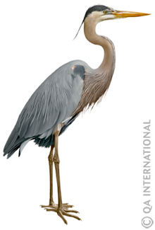 The Great Blue Heron