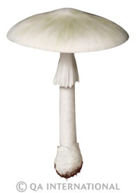 Amanita phalloides