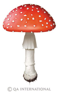 Amanita muscaria