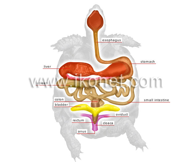 Anatomy of a turtle