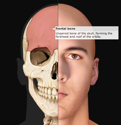 The Skull, Anterior View