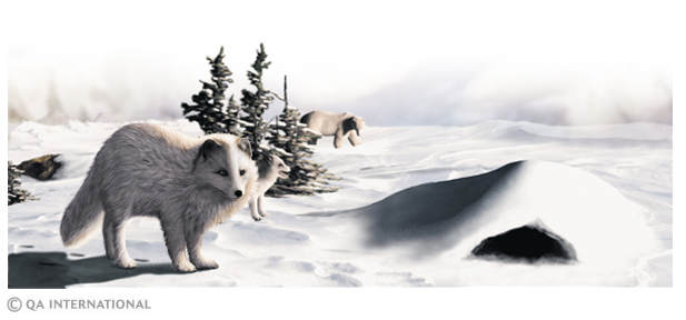 The Arctic fox