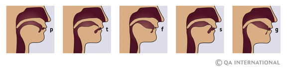 Articulation of consonants and vowels