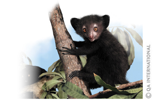 Aye-aye of Madagascar