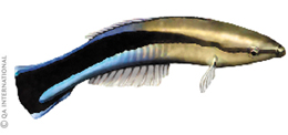 The cleaner wrasse